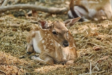 Portrait of a Young Deer