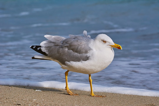 Seagull Walking by the Beach