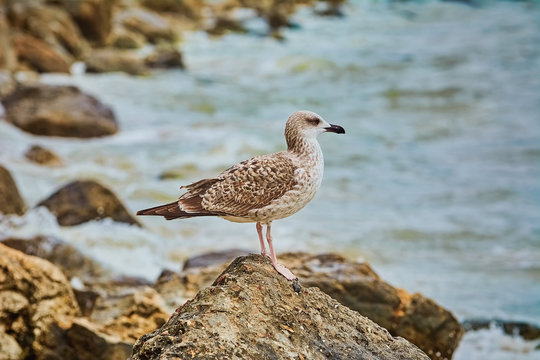 Seagull Resting on Stone