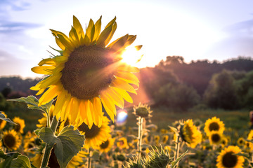 Sunflower Field