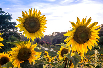 Sunflower Field