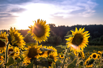 Sunflower Field