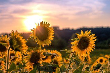 Sunflower Field