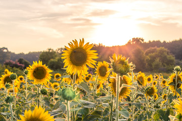 Sunflower Field