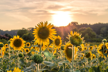 Sunflower Field