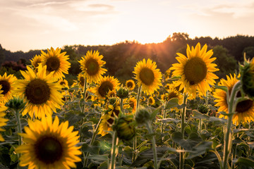 Sunflower Field