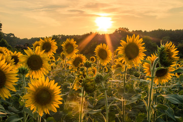 Sunflower Field