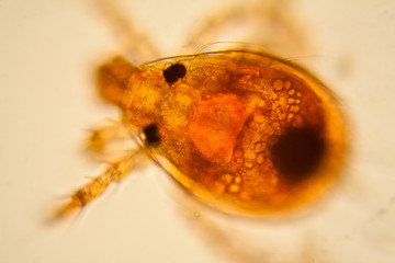 Fresh pond water plankton and algae at the microscope. Pond mite

