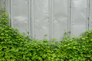 weeds climbing the wall