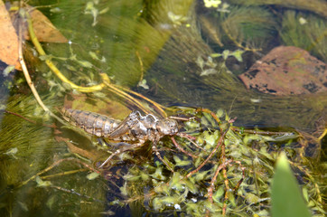 The empty skin of a dragon fly larvae. The larvae has completed its transformation from a water living insect to an airborne