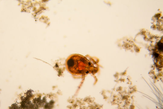 Fresh pond water plankton and algae at the microscope. Pond mite


