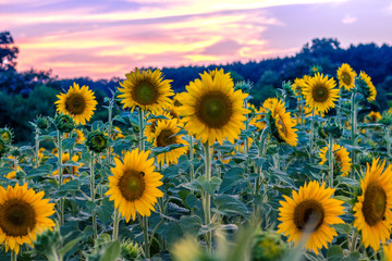 Sunset and Sunflowers