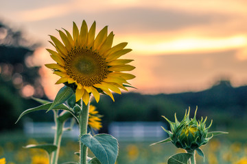 Sunset and Sunflowers