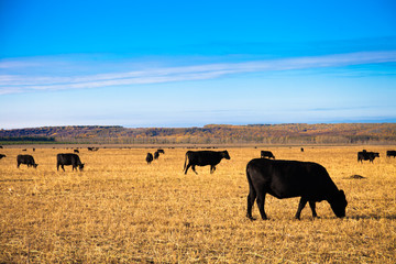 Fototapeta na wymiar Black Angus Bulls on the meadow