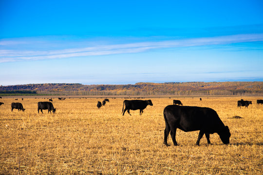 Black Angus Bulls on the meadow