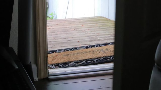 cat walking through door