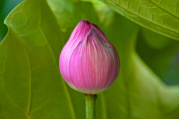 Lily Flower Bulb