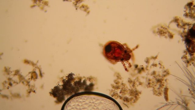 Fresh pond water plankton and algae at the microscope. Pond mite