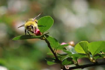 Bees in Rhodos