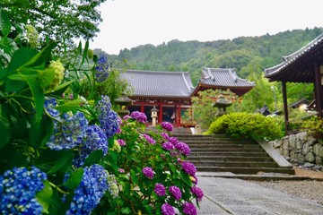 日本のアジサイ寺の矢田寺