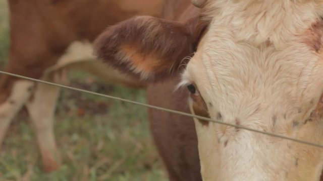 Cabeza de vaca