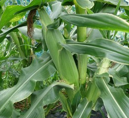 Obraz premium トウモロコシ