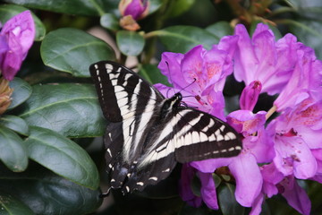 Swallowtail butterfly on Rhodo pink