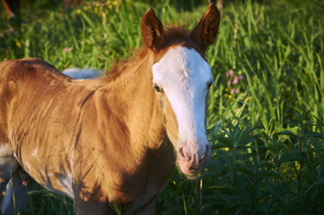 Beautiful red-haired little foal grazing on the grass on meadow. Young animal  in the nature ...