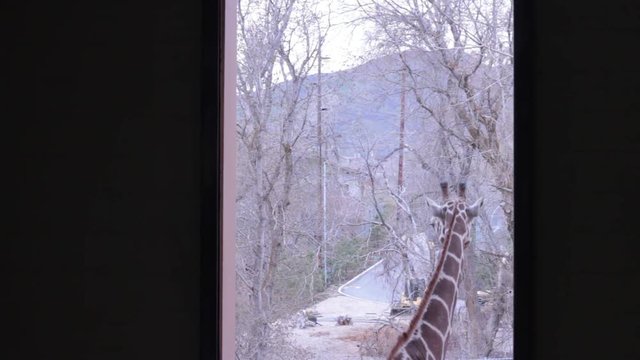 A giraffe leaves his building through a large door.