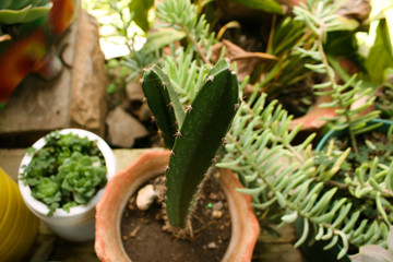 Cactus on Pot