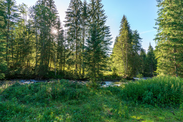 Fototapeta na wymiar Kleiner Bach im Wald