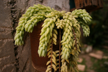 Hanging plant