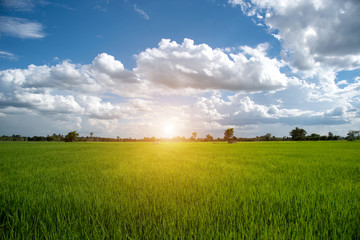 Green field,blue sky and sun.