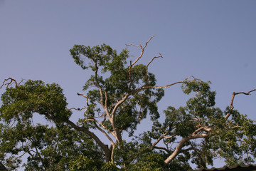 Tree and Blue Sky