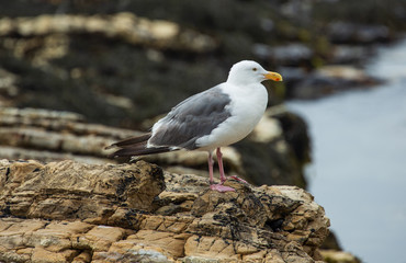 Seagull on the lookout