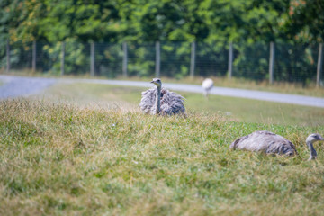 Emu in a grassy field.