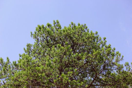 green pine tree in forest