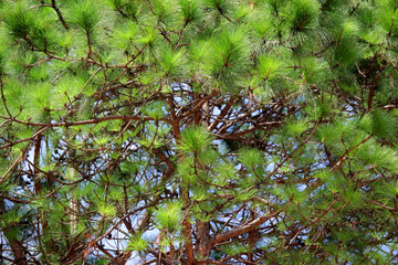 green pine tree in forest