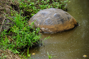 Swimming turtle in Galapagos