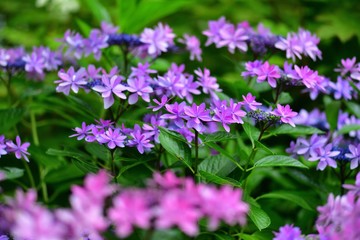 ひっそりと咲く満開の紫の紫陽花