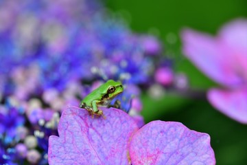 紫陽花の花びらに片肘ついてくつろぐアマガエル