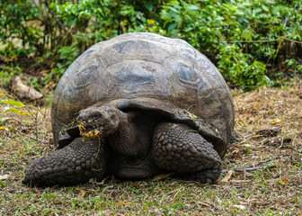 Huge eating turtle in Galapagos
