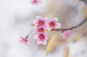 Blurry background of pink blossom sakura at Thailand