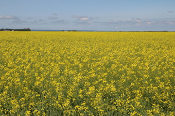 Obraz premium Canola Field Yellow in Bloom
