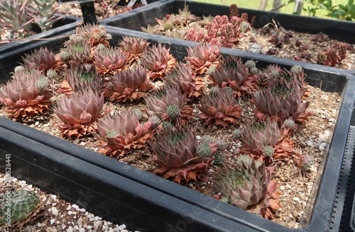 多肉植物の苗 Wall Mural Wallpaper Murals Wallsheaven Goro