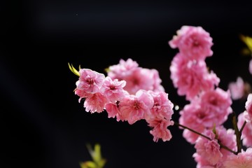 八重桜