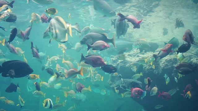 海中