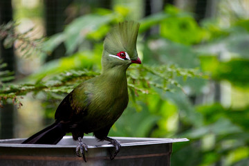 Exotic Green Turaco Bird