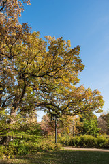 Naklejka premium Yellow Fall Leaves