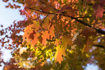 Red and Yellow Fall  Maple Leaves
